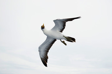 close-up seagull in flight
