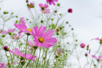 秋に花を咲かせるピンクのコスモスの花
