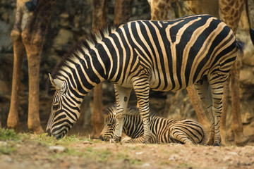 Fototapeta na wymiar Two zebras.