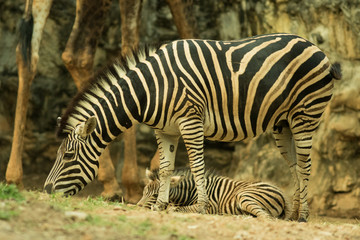 Fototapeta na wymiar Two zebras.