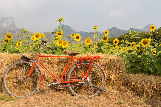 Classic red bicycle with sunflower