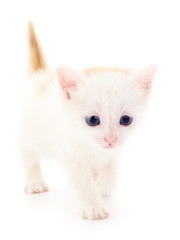 Smal white kitten .