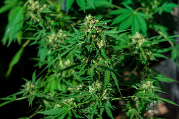 branch of cannabis plant with buds flowering close up