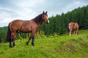 Naklejka na ściany i meble Grazing horse at high-land pasture at Carpathian Mountains after rain. Picture of beautiful green pasture on a background of mountains.
