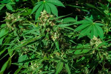 branch of cannabis plant with buds flowering close up