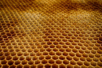 bee wax texture