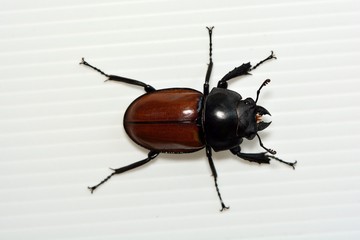 Red round wings(Neolucanus doro Mizunuma),Female