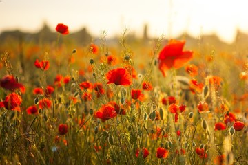 Fototapeta na wymiar Poppy flowers growing in a field