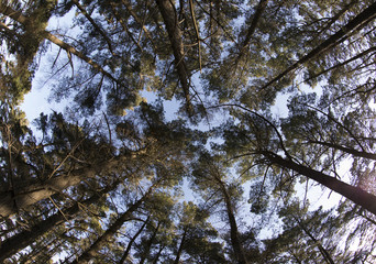 Wide angle vertical landscape of forest nature