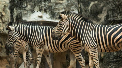Fototapeta na wymiar Three zebras.