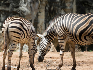 Two zebras.