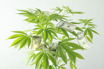 US dollars on the cannabis plant. legalization and propagation of marijuana. world addiction problems