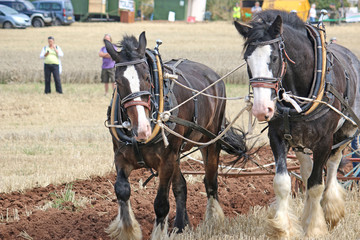 Shire horses in harness