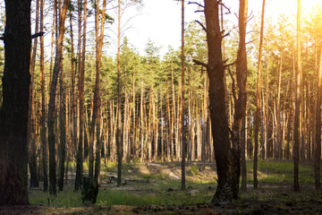 Beautiful picture of a pine forest at sunset