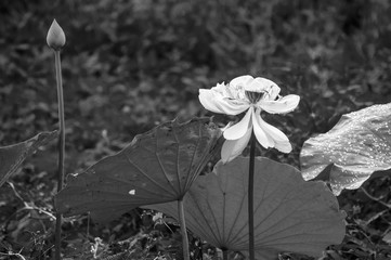 white, black, lotus, flower, abstract, isolated, background, floral, flowers, beautiful, asian, buddhism, tropical, water, summer, flora, asia, religion, sunset, buddha, nature, waterlily, closeup