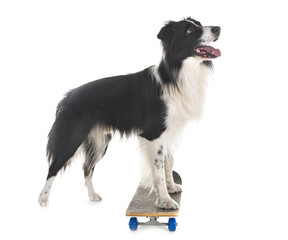 border collie and skateboard