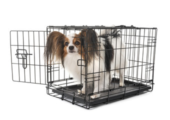 little dog in cage