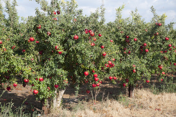 Fototapeta na wymiar Pomegranate orchard