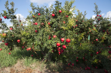 Pomegranate orchard
