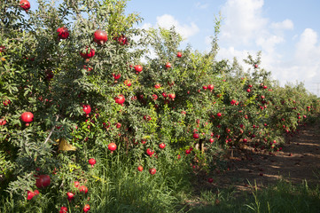 Pomegranate orchard