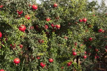Pomegranate orchard