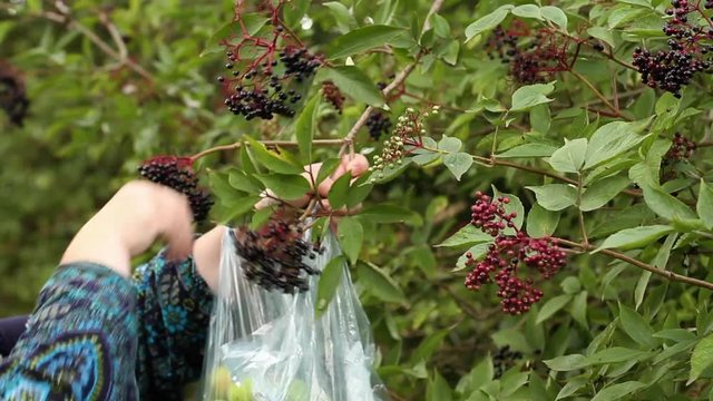 Collecting elderberries from the hedgerow on the side of  a country lane.