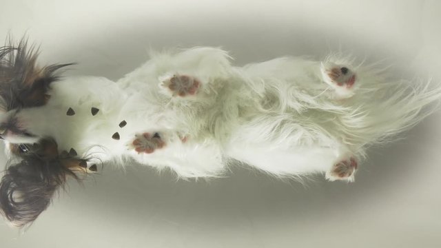 Papillon eats dry food behind glass stock footage video