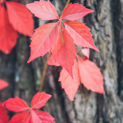 Trunk of tree with red autumn leaf.
