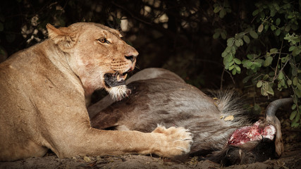 Big lioness with dead wildbeast. Wild animal in the nature habitat. African wildlife. This is Africa. Lions prey. Lion feeding in Africa. Panthera leo.