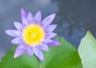 White lotus is blooming in lotus pond yellow pollen violet edge ,isolated,beautiful nature