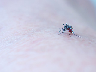 Mosquito is sucking blood from skin human,dengue,malaria,virus,fever