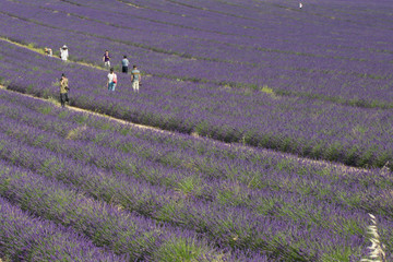 Campo di lavanda