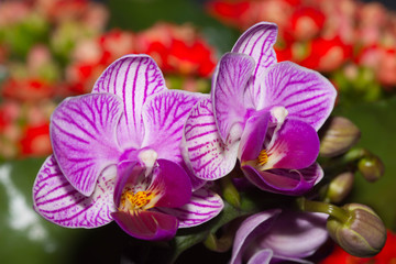 Orchidea