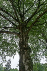Fototapeta premium looking up to the big birch treetop