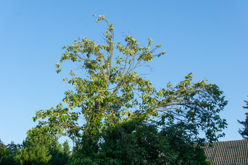 Fototapeta premium green tree in the wind with blue sky background