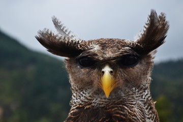 Close up View on Owl