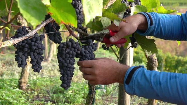 red wine grape harvest
