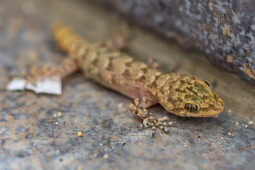 Small lizard (Gicko) shot in macro mode