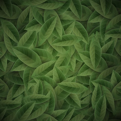 Green tea leaves background