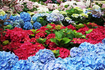 hortensia flower texture