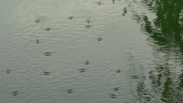 of the autumn black bugs of Gerris lacustris water-meters with long paws running on a wild lake in the evening in the foothills of the North Caucasus