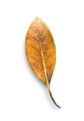 dry leaf isolated on a white background