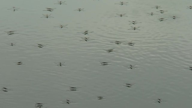 Black bugs of Gerris lacustris water cannery on the sliding on the surface of a wild lake in autumn in the foothills of the North Caucasus