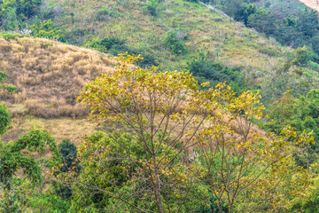 Beautiful tree landscape with cloud sky background.
