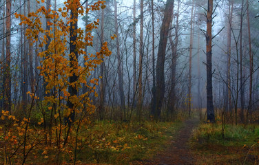 walk in the forest. autumn fogs, autumn colors, autumn mood.