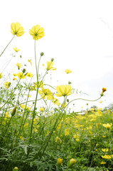 黄色いコスモスの花
