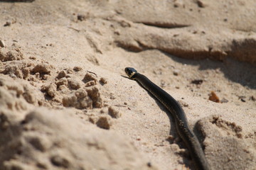 snake