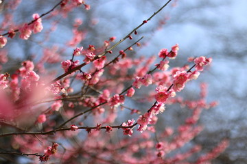 Plum of Japan