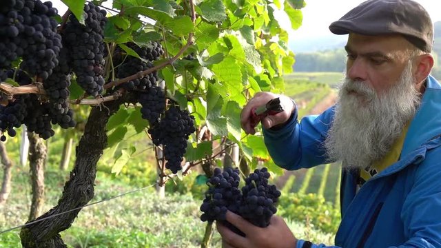 red wine grape harvest