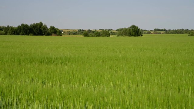 green wheat field in June and village houses in Russia